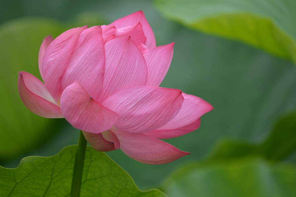蓮の花