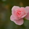 ピンクの薔薇