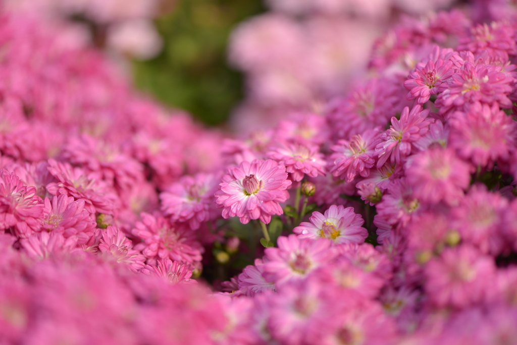 菊～沢山の花々