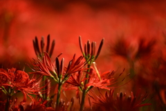 深紅の世界