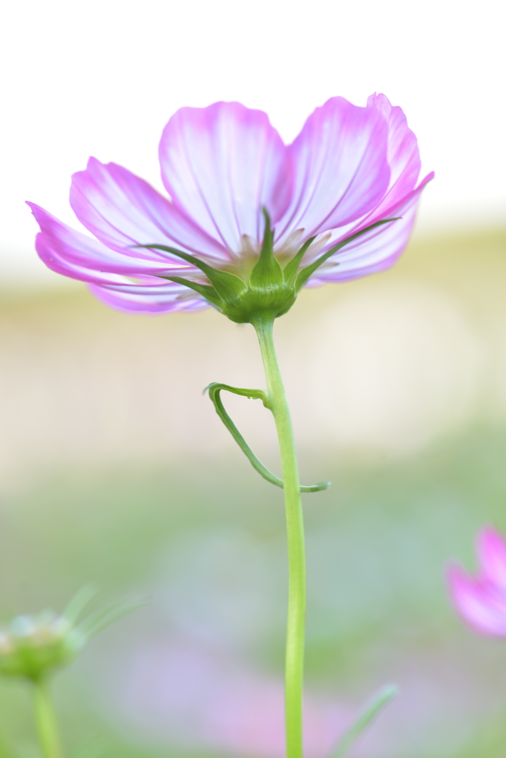 コスモス～透き通る花びら