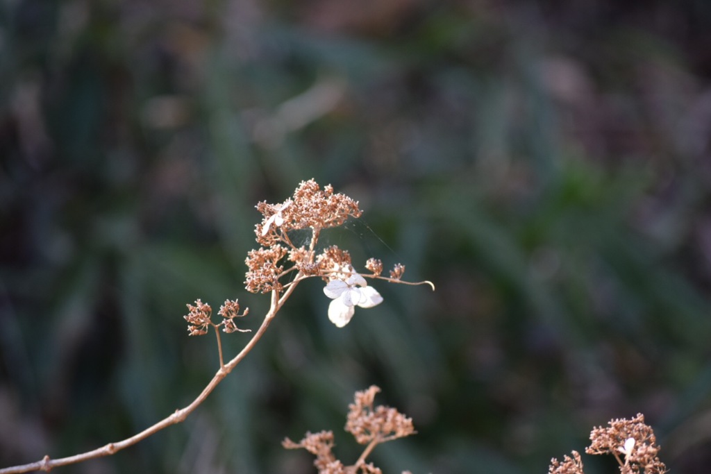 枯れ紫陽花
