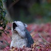 ふわぁ。。