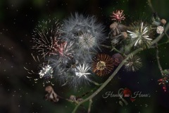 花火の花