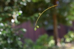 蜘蛛の糸の恩恵