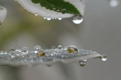 雫
