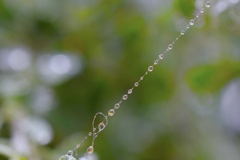 蜘蛛の糸 と 水滴