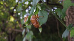 夏の殻
