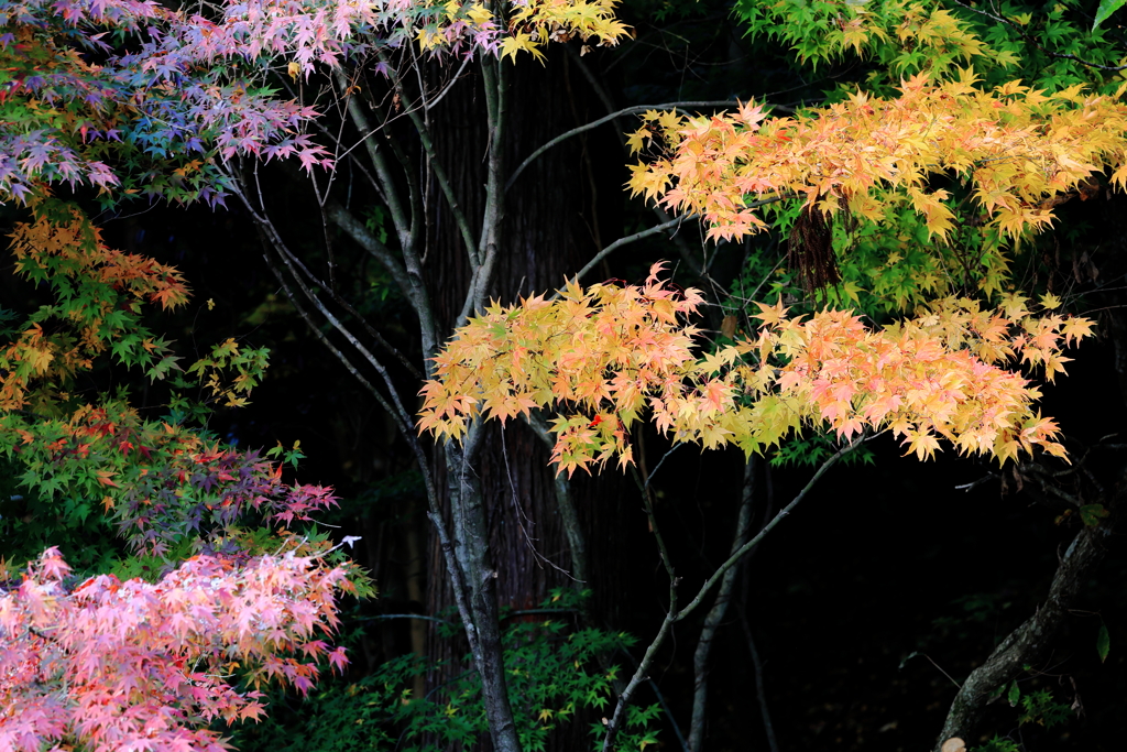 清大寺大仏殿脇