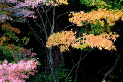 清大寺大仏殿脇