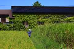 夏の小僧