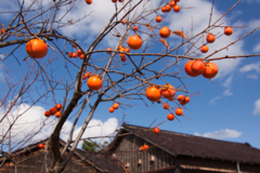 道入寺裏の柿