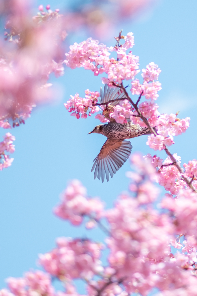 次の桜へ飛べ