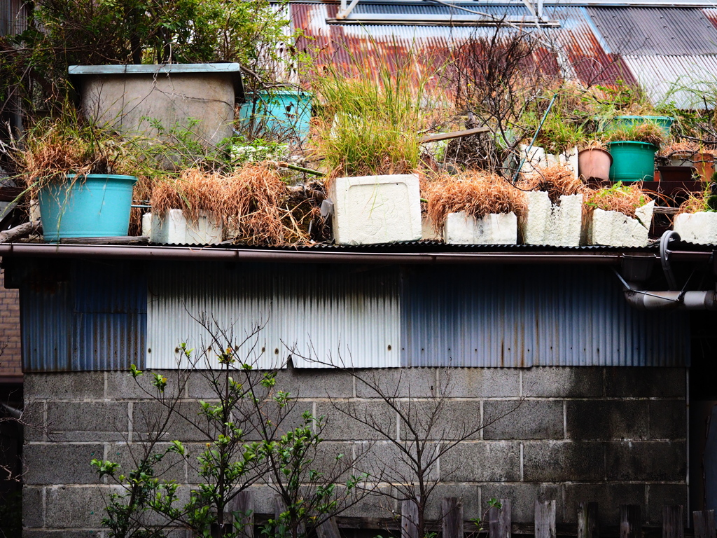 草屋根