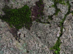 岩と苔