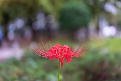 公園最後の彼岸花