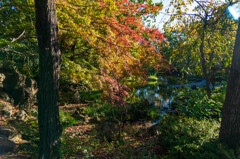 公園の秋の彩