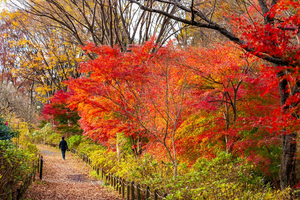 紅葉の道