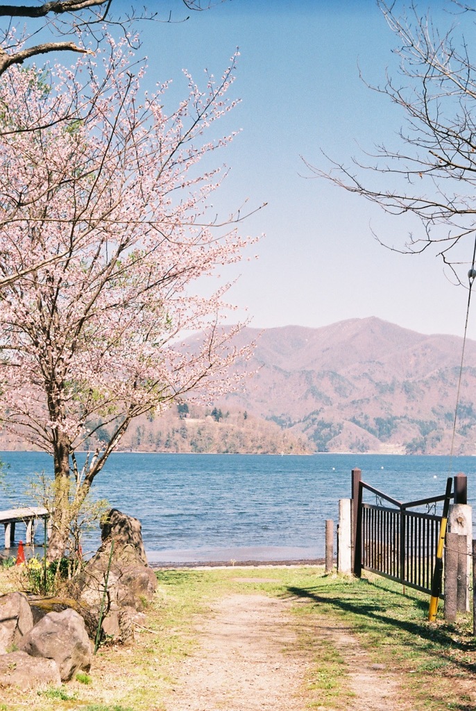 野尻湖　葉桜
