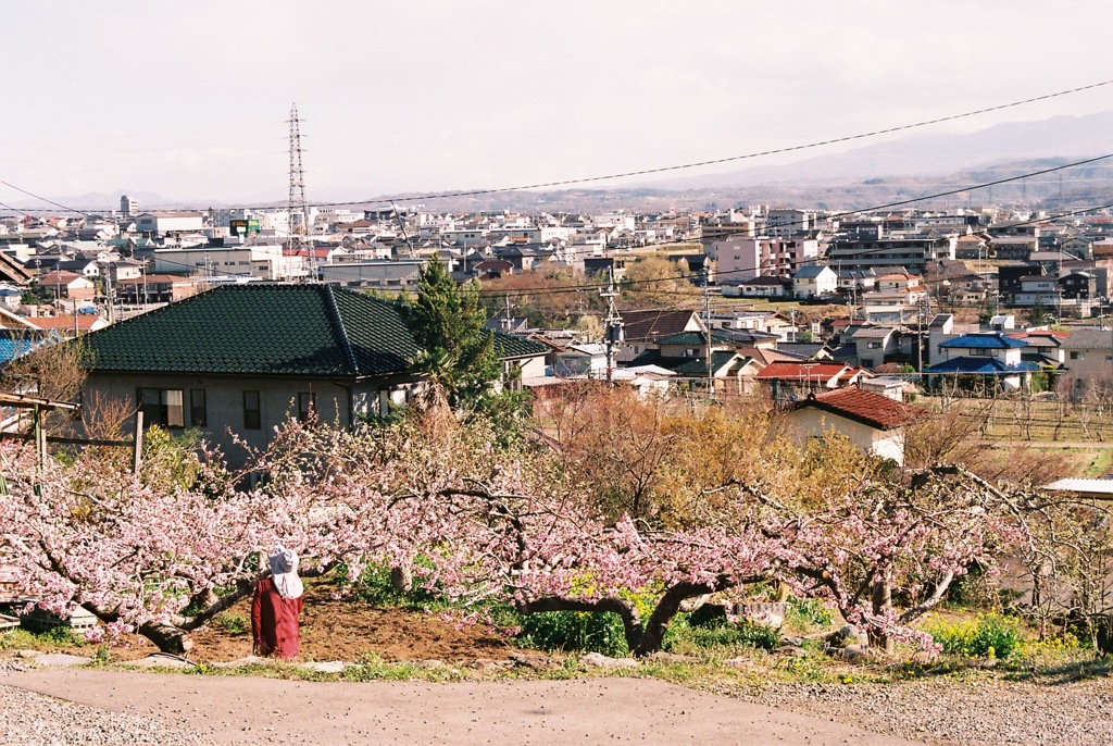上田市　桃の花