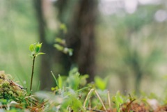 小諸　森