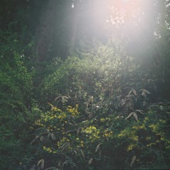 長野　森