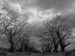 cloudy spring