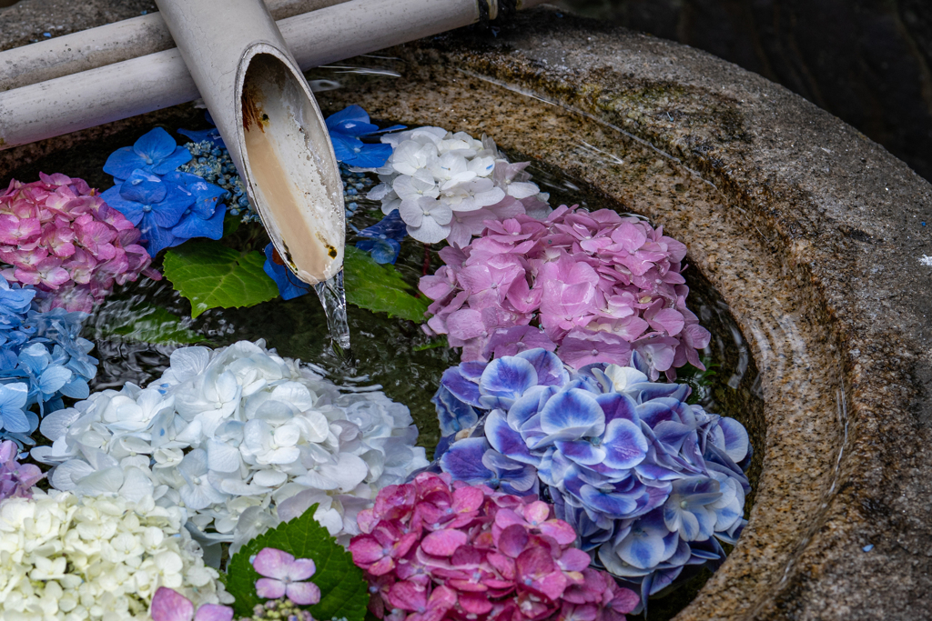 つくばいに浮かぶ紫陽花（御裳神社）