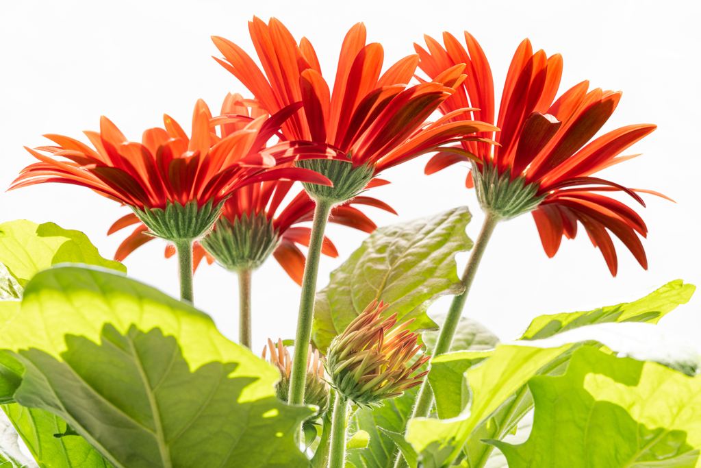 20200424-gerbera-high-key-64-2