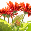 20200424-gerbera-high-key-64-2