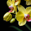 20200520-kochoran-phalaenopsis-orchid-64