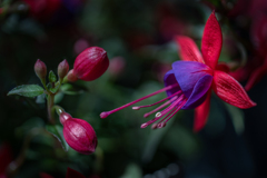 20210503-fuchsia-64-8