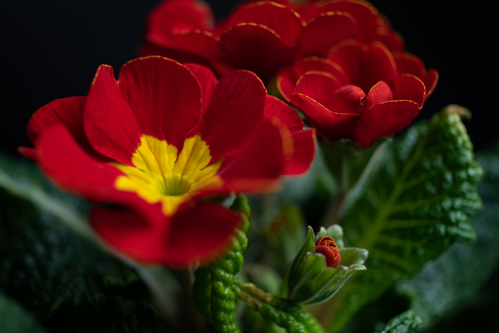 20210124-polyanthus-primrose-64