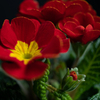 20210124-polyanthus-primrose-64