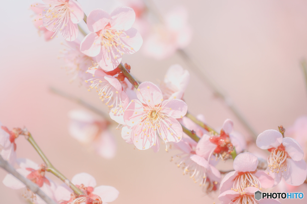 梅の花