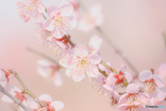 梅の花