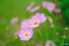 Cosmos