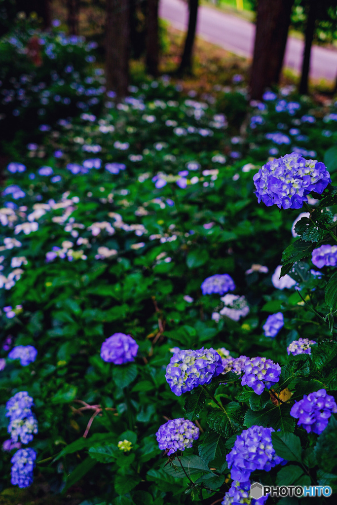 紫陽花