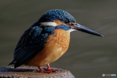 カワセミ