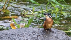 カワセミ