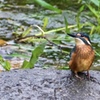 カワセミ