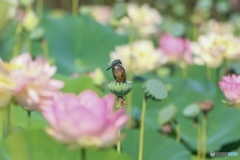 カワセミ