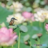 カワセミ