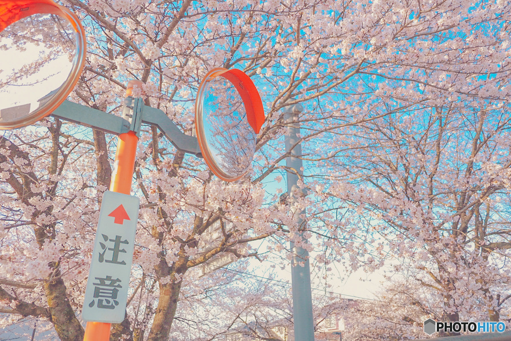 桜