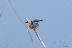 カワセミ