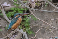 カワセミ