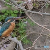 カワセミ