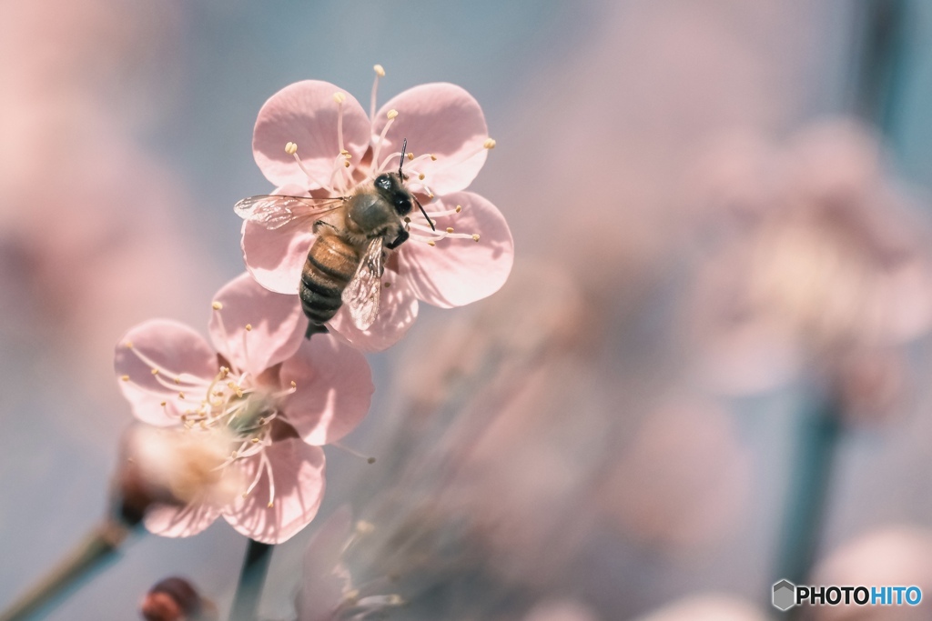 梅の花