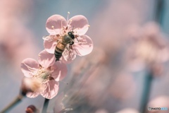 梅の花
