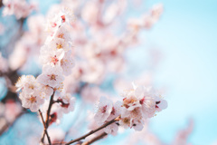 梅の花